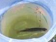 20130603 193114 (Small)